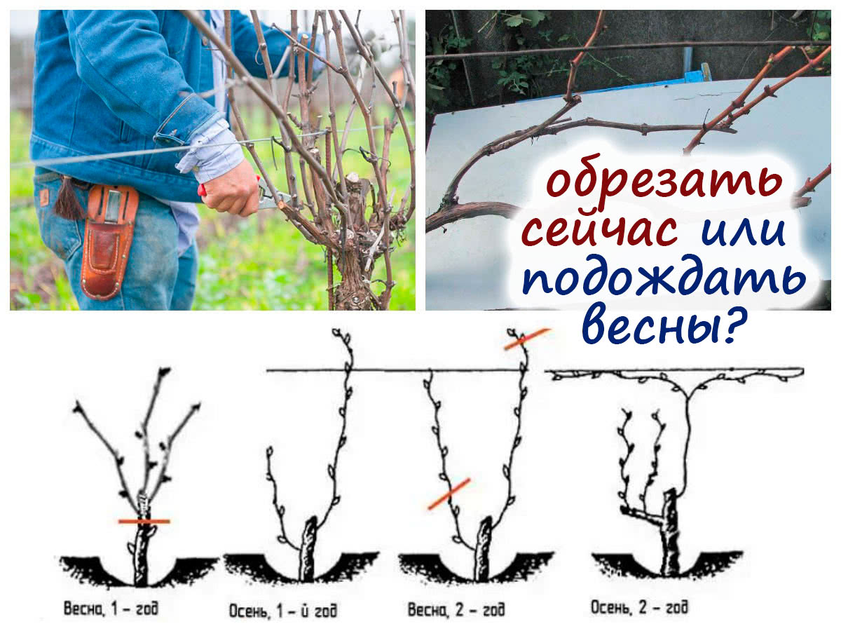 Когда обрезать виноград – весной или осенью? Зависит от того, зимует ливиноград под укрытием!