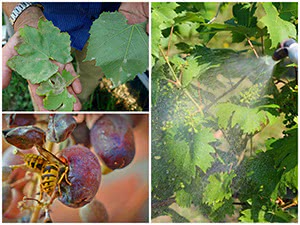 Protection of grapes from wasps and mildew