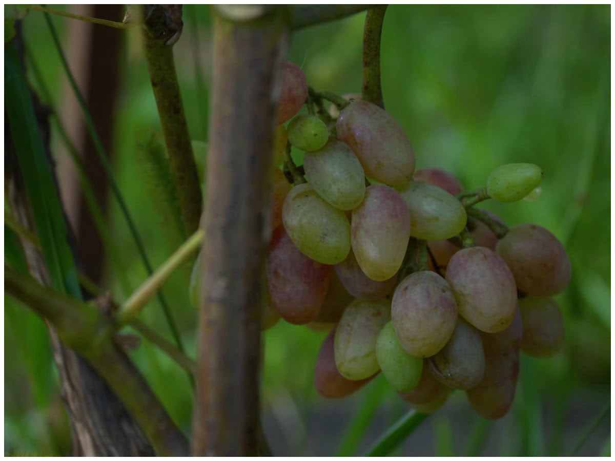 Чтобы виноград был слаще и вкуснее – правильная обрезка для ускорениясозревания