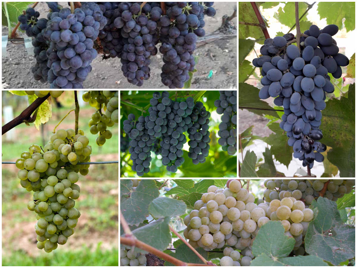 Неукривні сорти винограду
