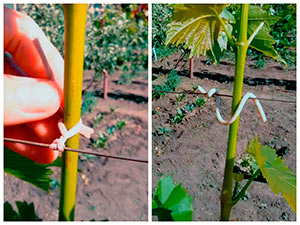 Выращивание винограда