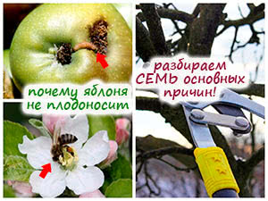 Почему не плодоносит яблоня