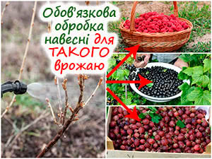 Весняна обробка смородини, аґрусу та малини