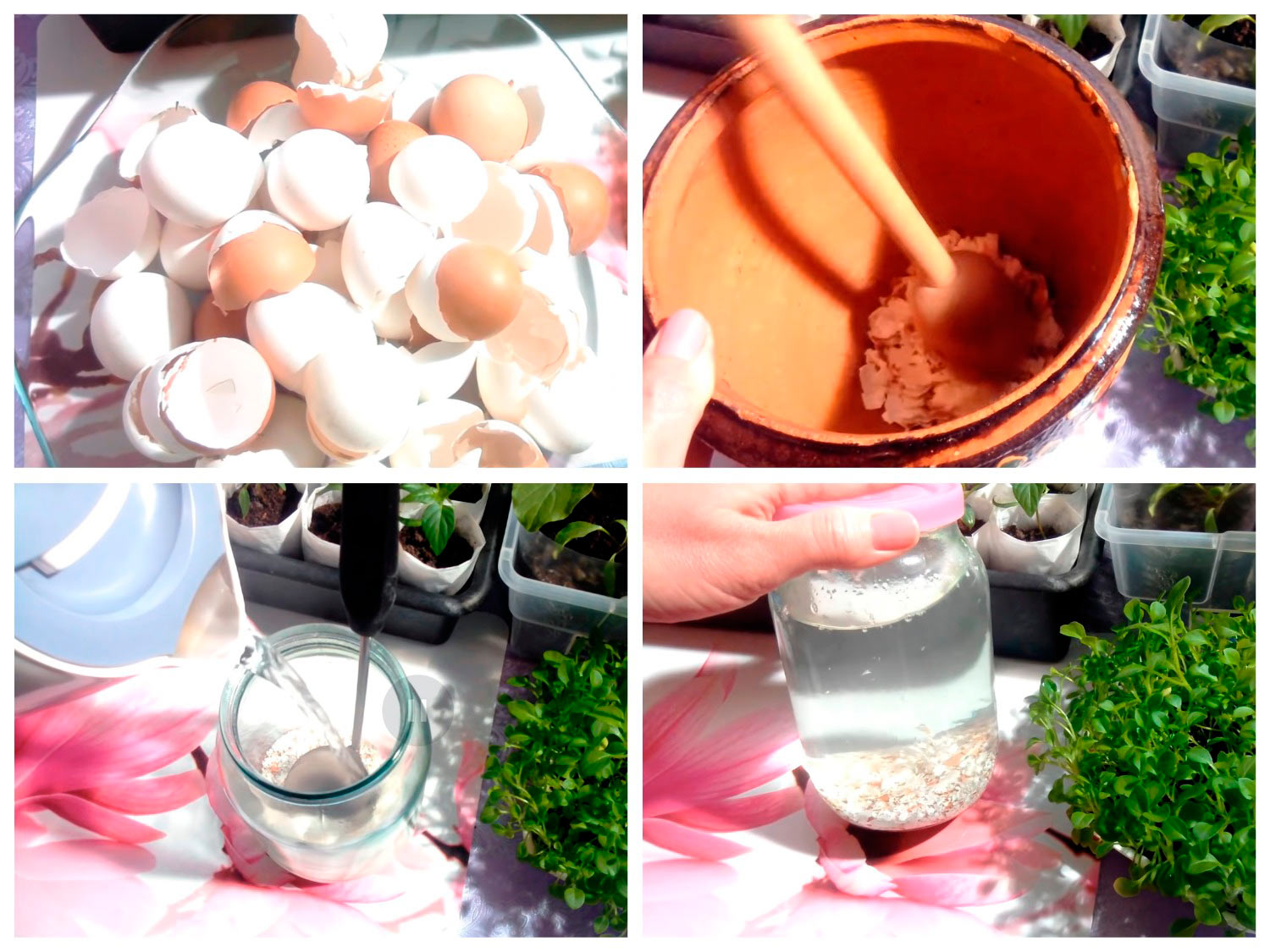 Застосування яєчної шкаралупи на городі