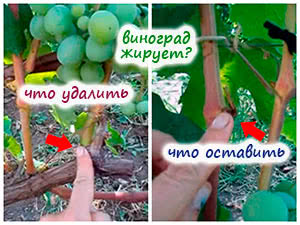 Пасынкование  кустов винограда