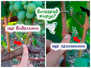 Пасинкування кущів винограду
